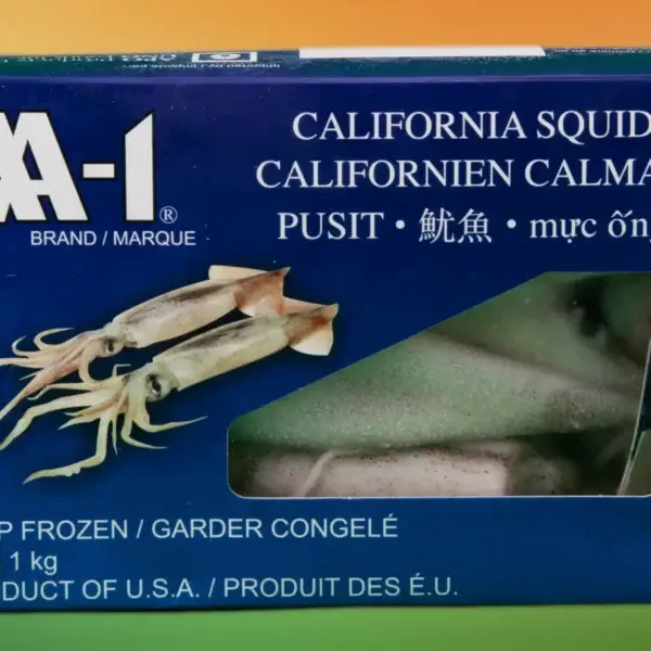 california squid